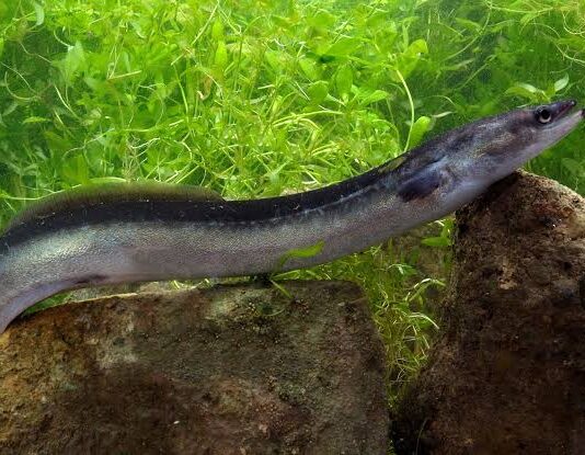 Forget Salmon, This Indonesian Eel Packs Even More Omega-3 Indonesian Eel Sidat