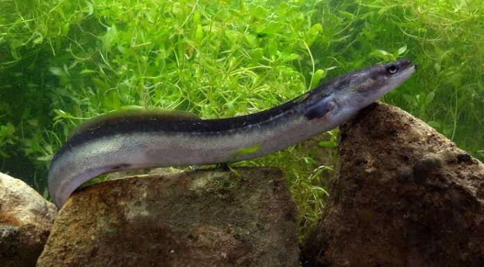 Forget Salmon, This Indonesian Eel Packs Even More Omega-3 Indonesian Eel Sidat