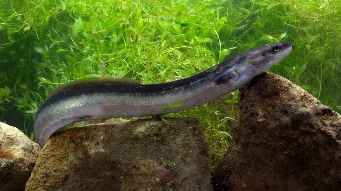 Indonesian Eel Sidat