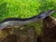Forget Salmon, This Indonesian Eel Packs Even More Omega-3 Indonesian Eel Sidat