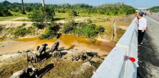 Jokowi Builds Elephant and Tiger Crossing