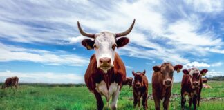 The Need for Beef in Indonesia Is Enormous, Kenya Offers Help