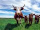 The Need for Beef in Indonesia Is Enormous, Kenya Offers Help
