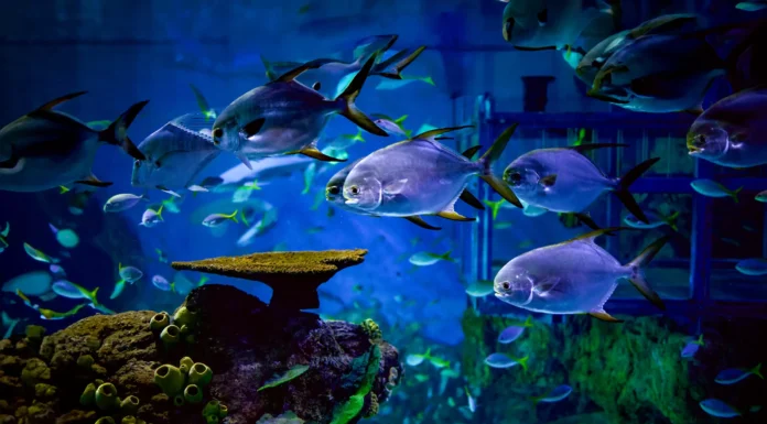 Marine Safari Bali Unveils Six Ocean-Themed Zones Marine Safari Bali Unveils Six Ocean-Themed Zones