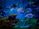 Marine Safari Bali Unveils Six Ocean-Themed Zones Marine Safari Bali Unveils Six Ocean-Themed Zones