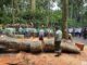 Monkey Forest Ubud Temporarily Closed After Falling Tree Kills 2 Tourists Monkey Forest Ubud Temporarily Closed After Falling Tree Kills 2 Tourists