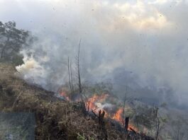 A forest fire has temporarily changed the way visitors can experience Mount Bromo, one of Indonesia's most famous natural attractions. While the destination remains open through selected routes, authorities have restricted access to several areas to support firefighting efforts and ensure the safety of both visitors and emergency personnel.