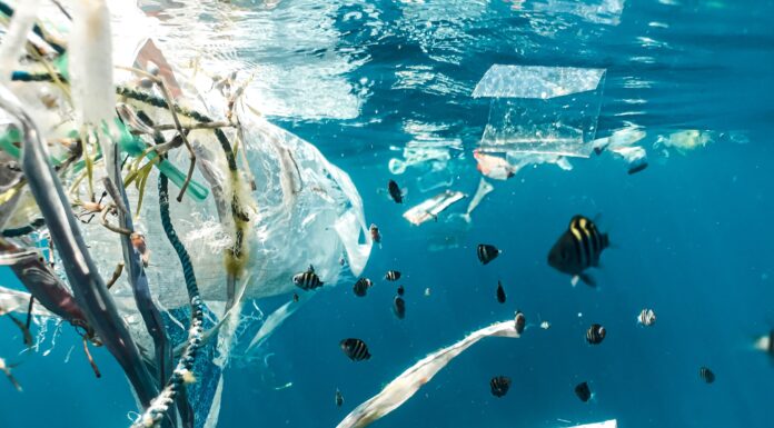 Study Shows Alarming Increase in Plastic Waste and Predicts Tripled Amount by 2040