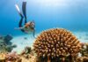 Beyond Tourism, Bali Targets New Revenue Streams with Carbon Credits Beyond Tourism, Bali Targets New Revenue Streams with Carbon Credits