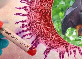 Nipah Virus Is Quietly Present in Indonesia, Scientists Warn of Outbreak Risk Bali Tightens Airport Surveillance as Nipah Virus Cases Rise Abroad
