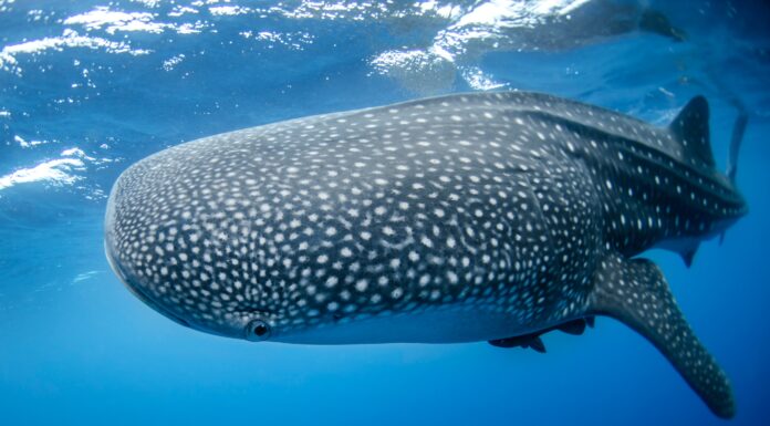Unveiling the Potential, Labuan Jambu Aims to Become a Premier Whale Shark Tourism Destination
