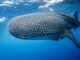 Unveiling the Potential, Labuan Jambu Aims to Become a Premier Whale Shark Tourism Destination