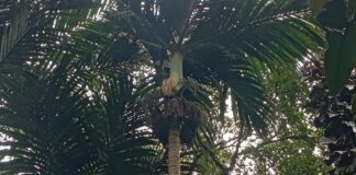 The Nyabah Palm Is in Danger. Can Bali Save Its Endemic Treasure? The Nyabah Palm Is in Danger. Can Bali Save Its Endemic Treasure?