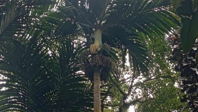 The Nyabah Palm Is in Danger. Can Bali Save Its Endemic Treasure?