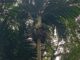 The Nyabah Palm Is in Danger. Can Bali Save Its Endemic Treasure? The Nyabah Palm Is in Danger. Can Bali Save Its Endemic Treasure?