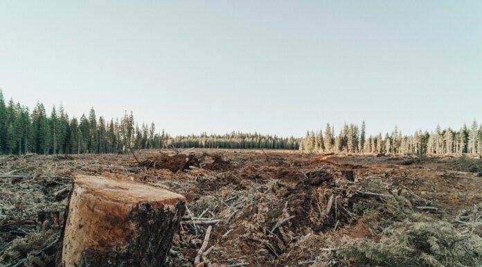 Indonesia Takes a Stand Against European Deforestation Regulation