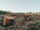 Indonesia Takes a Stand Against European Deforestation Regulation