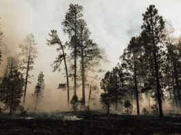 forest fires impacting air quality