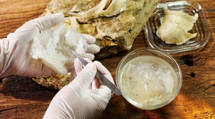 Indonesia Is the World’s Largest Swallow’s Nest Producer