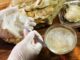 Indonesia Is the World’s Largest Swallow’s Nest Producer