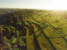 Aerial view of Jatiluwih Rice Terraces (envato elements)