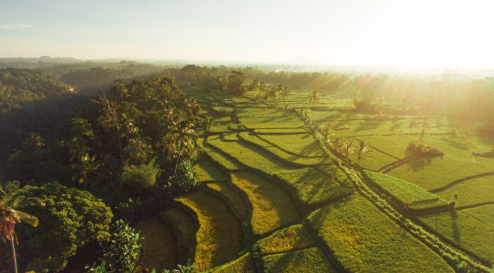 Rice Fields in Bali Shrink by 6,000 Hectares in Five Years Aerial view of Jatiluwih Rice Terraces (envato elements)