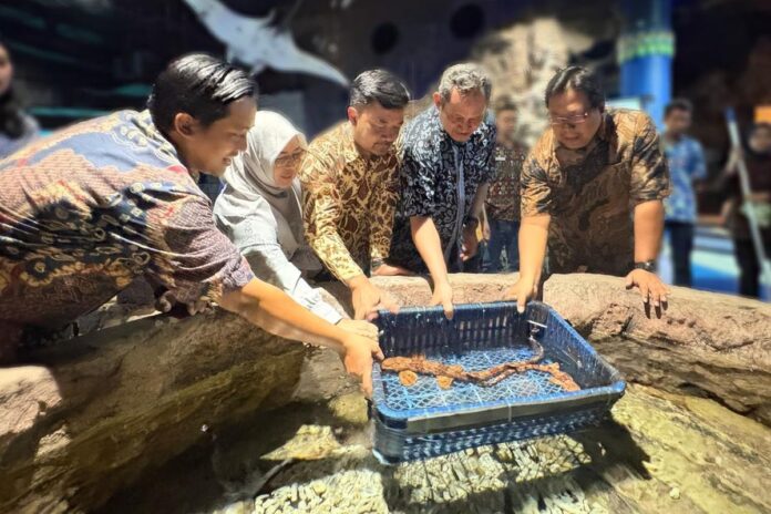 Sea World Ancol Introduces a Rare Species, the Halmahera Walking Shark