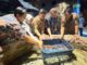 Sea World Ancol Introduces a Rare Species, the Halmahera Walking Shark Sea World Ancol Introduces a Rare Species, the Halmahera Walking Shark