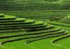 Bali Struggles to Preserve Subak as Land Pressures Increase Bali Struggles to Preserve Subak as Land Pressures Increase