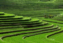 Bali Struggles to Preserve Subak as Land Pressures Increase Bali Struggles to Preserve Subak as Land Pressures Increase