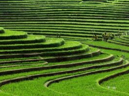 Bali Struggles to Preserve Subak as Land Pressures Increase Bali Struggles to Preserve Subak as Land Pressures Increase