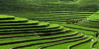 Bali Struggles to Preserve Subak as Land Pressures Increase Bali Struggles to Preserve Subak as Land Pressures Increase