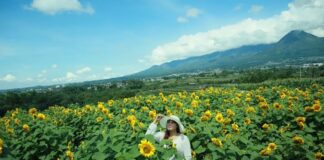 Escape Stress and Recharge at Stunning Sunflower Field in Batu Escape Stress and Recharge at Stunning Sunflower Field in Batu