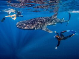 Cenderawasih Bay Earns Spot on Time 50 Best Places to Visit 2026