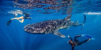 Cenderawasih Bay Earns Spot on Time 50 Best Places to Visit 2026 Cenderawasih Bay Earns Spot on Time 50 Best Places to Visit 2026
