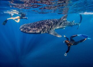 Cenderawasih Bay Earns Spot on Time 50 Best Places to Visit 2026 Cenderawasih Bay Earns Spot on Time 50 Best Places to Visit 2026