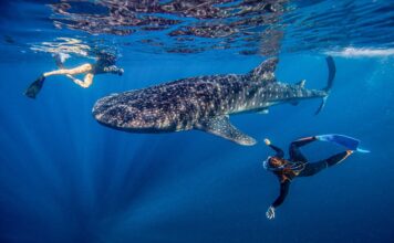 Cenderawasih Bay Earns Spot on Time 50 Best Places to Visit 2026 Cenderawasih Bay Earns Spot on Time 50 Best Places to Visit 2026