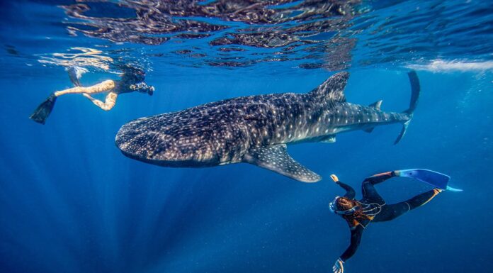 Cenderawasih Bay Earns Spot on Time 50 Best Places to Visit 2026 Cenderawasih Bay Earns Spot on Time 50 Best Places to Visit 2026