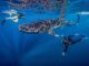 Cenderawasih Bay Earns Spot on Time 50 Best Places to Visit 2026 Cenderawasih Bay Earns Spot on Time 50 Best Places to Visit 2026