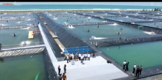 President Jokowi Inaugurates Indonesia’s Largest and First Modern Shrimp Pond in Kebumen