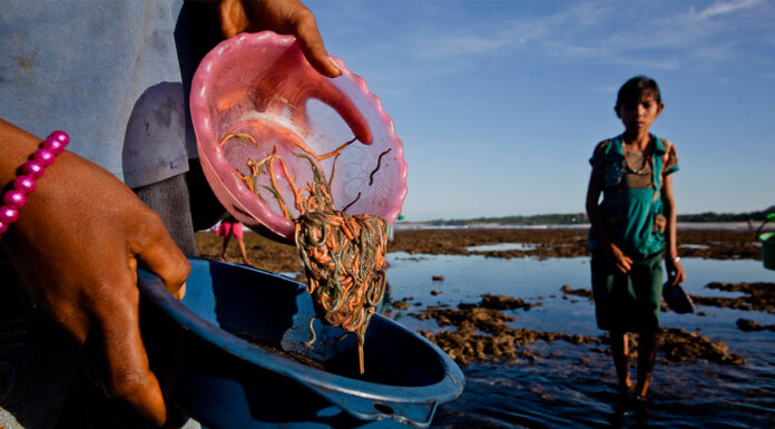Getting to Know Bau Nyale from Lombok, The Legendary Sea Worm Hunting Tradition Getting to Know Bau Nyale from Lombok, The Legendary Sea Worm Hunting Tradition
