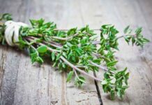 Thyme from Indonesia Becomes a Favorite Among Europeans and Japanese Thyme from Indonesia Becomes a Favorite Among Europeans and Japanese