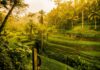 How Ubud Evolved From a Quiet Village Into Bali’s Global Icon How Ubud Evolved From a Quiet Village Into Bali’s Global Icon