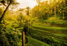 How Ubud Evolved From a Quiet Village Into Bali’s Global Icon How Ubud Evolved From a Quiet Village Into Bali’s Global Icon