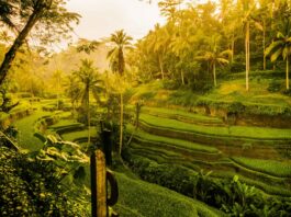 How Ubud Evolved From a Quiet Village Into Bali’s Global Icon