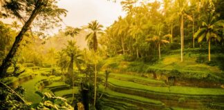 How Ubud Evolved From a Quiet Village Into Bali’s Global Icon How Ubud Evolved From a Quiet Village Into Bali’s Global Icon