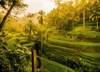 How Ubud Evolved From a Quiet Village Into Bali’s Global Icon How Ubud Evolved From a Quiet Village Into Bali’s Global Icon