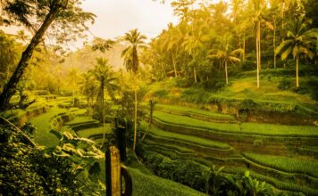 How Ubud Evolved From a Quiet Village Into Bali’s Global Icon How Ubud Evolved From a Quiet Village Into Bali’s Global Icon