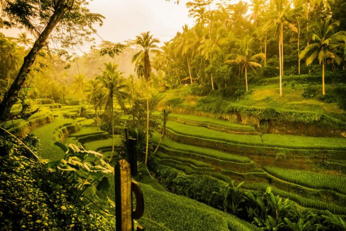 How Ubud Evolved From a Quiet Village Into Bali’s Global Icon