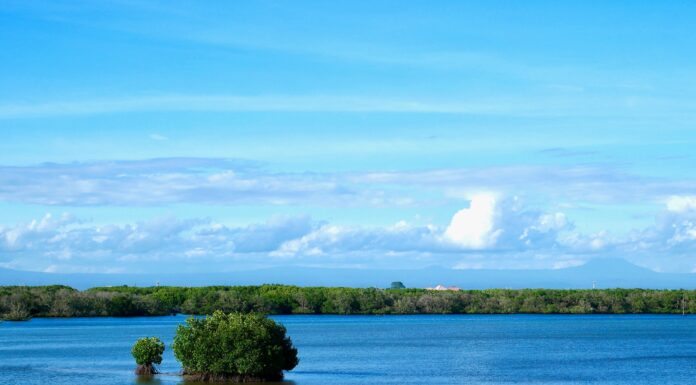 Supporting the AIS Forum 2023, Bali Fishermen Plant 500 Mangrove Seedlings
